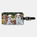 Search for cavapoo accessories Animal