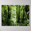 Search for rain forests posters Landscape