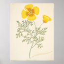 Search for botanical poppy illustration art Botany