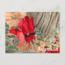 Search for australian flower postcards Travel