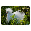 Search for egrets magnets Nature