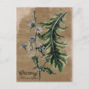 Search for herbs postcards Medicinal