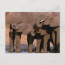 Search for elephant calf postcards Baby