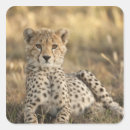 Search for spotted cats stickers Predator