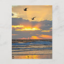 Search for gull postcards Florida