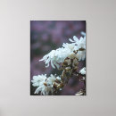 Search for white magnolia canvas prints Petals