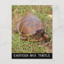 Search for turtles vertical postcards Reptile