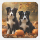 Search for border collie puppy stickers Pet