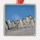 Search for antarctica christmas tree decorations Wildlife