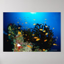 Search for sea side posters Animals