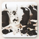 Search for dog sleeping barware Animal
