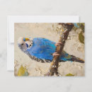 Search for budgie postcards Blue