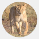 Search for lionesses stickers Africa