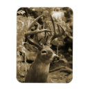 Search for trophy magnets Buck