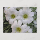 Search for blanche postcards White