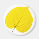 Search for linden tree Nature