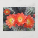 Search for red bloom postcards Desert