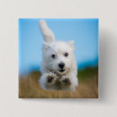 Search for running badges Dog