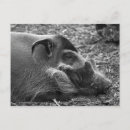 Search for warthog postcards Boar