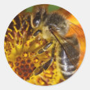 Search for beekeepers beehive stickers Honey bee