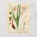 Search for crocus postcards Plant
