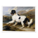 Search for landseer newfoundland Vintage