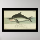 Search for black and white whale art Sea