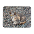 Search for cases magnets Pet