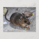 Search for mouse postcards Rodent