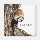 Search for panda magnets Cute
