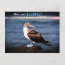 Search for gannet postcards Bird