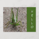 Search for grasshoppers postcards Green grasshopper