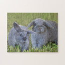 Search for rabbit puzzles Baby
