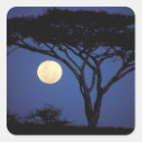 Search for acacia stickers Tree