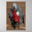 Search for grey parrot posters Animal