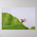 Search for flying insect posters Animals