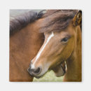 Search for maree magnets Colt