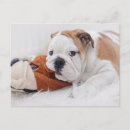 Search for pampered pets postcards No people