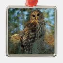Search for barred owl christmas tree decorations Usa