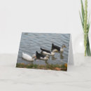 Search for duck cards Autumn