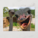 Search for funny ostrich postcards Zoo animals