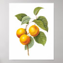 Search for vintage apricot posters Peach