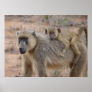 Search for baboons posters Baby