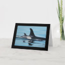 Search for orca killer whale cards Orcas