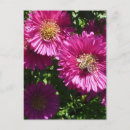 Search for asters vertical postcards Fall