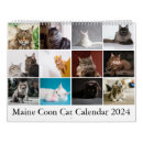 Search for maine coon cat calendars Kitten