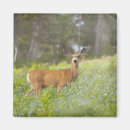 Search for side view magnets Nature