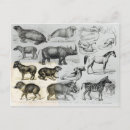 Search for lithograph horizontal postcards Horse