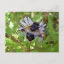 Search for flies postcards Wildlife