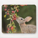 Search for cottontail mouse mats Rabbit